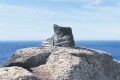 Камінь, черевикі... кінець землі