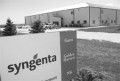 Від Syngenta вимагають поновити на роботі Імрана Алі